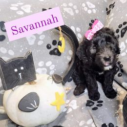 Double Doodle and Labradoodle Puppies from Superdoodles of San Antonio