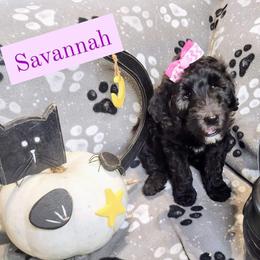 Double Doodle and Labradoodle Puppies from Superdoodles of San Antonio