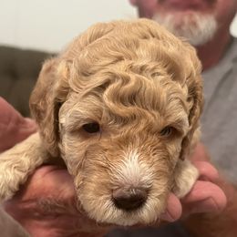 Rosita - Fawn and white female Sheepadoodle puppy in Buford, Georgia from Guppy Puppies