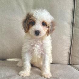 Lottie - Black and white female Bernedoodle puppy in Goldsboro, North Carolina from The Grantham House