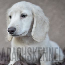 Eggsy - Cream male Dachshund puppy in Visalia, California from Paradachs Kennels