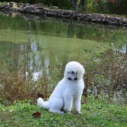 Poodle Puppies from D and D Standard Poodles