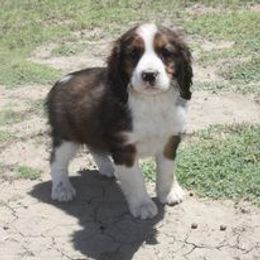 English Springer Spaniel and Poodle Puppies from Haskeez