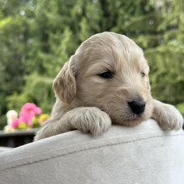 Lily - Cream female Goldendoodle puppy in Rainier, Oregon from Beaver Springs Puppies