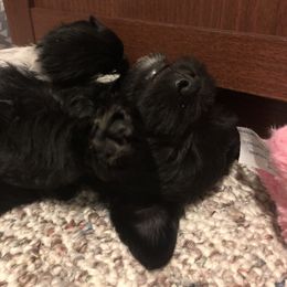 Miniature Schnauzer and Poodle Puppies from Bits & Bytes Farm