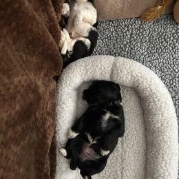 Portuguese Water Dog puppies from Blue Run PWD