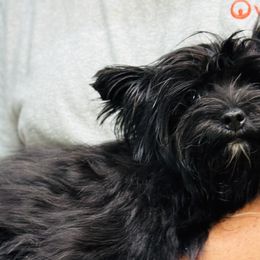 Yorkshire Terriers from O&M Voss Yorkies