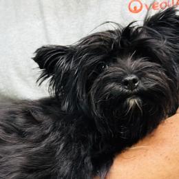 Yorkshire Terriers from O&M Voss Yorkies