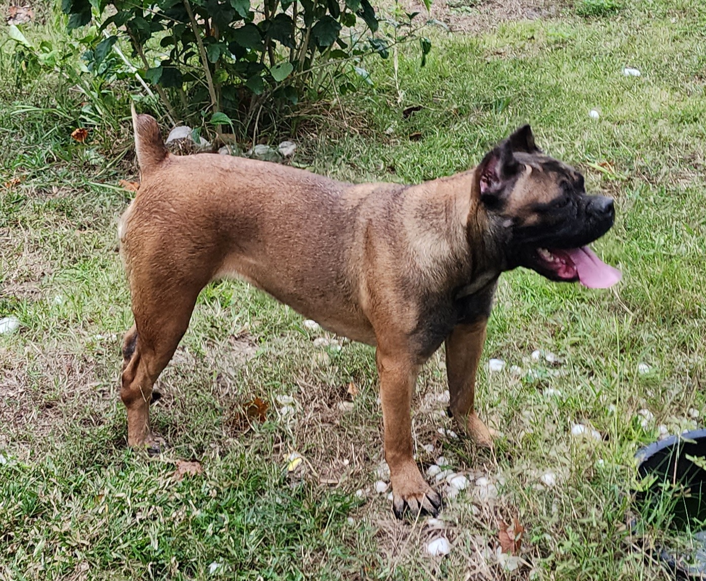 Betty - Cane Corso