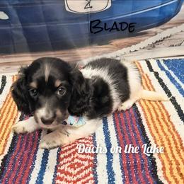 Blade - Black male Dachshund puppy in Grove, Oklahoma from Dachs on the lake