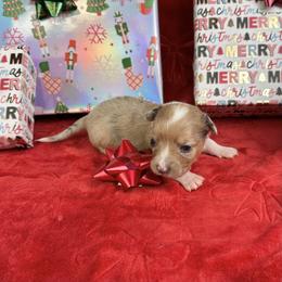 Miracle - Brindle merle and white female American Corgi puppy in Waskom, Texas from Piney Woods Corgis