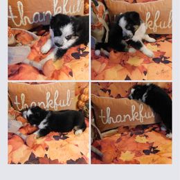 SVV'S Preziös Lilo - German Shepherd puppy in Little Rock, Arkansas from Strahl Von Valor Shepherds