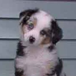Miniature American Shepherds from Patchwork Farms