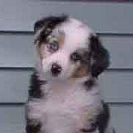Miniature American Shepherds from Patchwork Farms