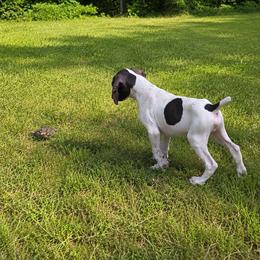Brown - Liver and white male German Shorthaired Pointer puppy in Dahlonega, Georgia from Pointer Mountain Bird Dogs