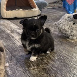 Boy 2 - Black and white male Chihuahua puppy in Summerfield, Florida from Uey’s Chihuahuas