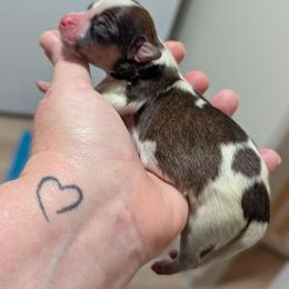 Boy 3 - White and sable male Papillon puppy in Joshua, Texas from Summertime Kennels