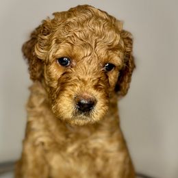 Hopper - Red  Goldendoodle puppy in Houston, Texas from Golden Life Doodles