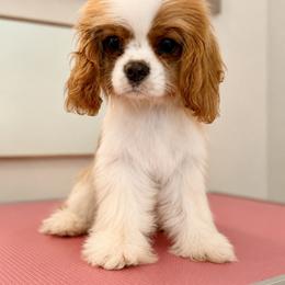 Cavalier King Charles Spaniel Puppies from Cavaliers of House Northup