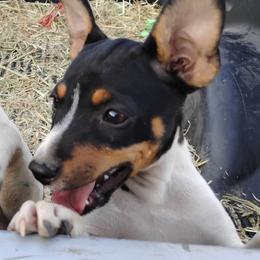 Rat Terrier puppies from Usona Rat Terriers