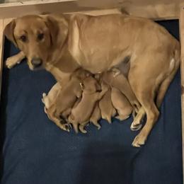 Girl 1 - Yellow female Labrador Retriever puppy in Eleva, Wisconsin from Dan's Labrador Retrievers