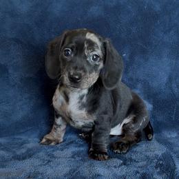 Tahiti - Dapple female Dachshund puppy in Escalon, California from Dashing Dachshunds RF
