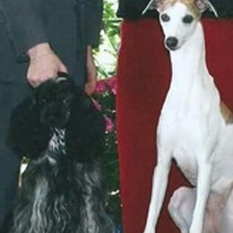 Cocker Spaniels and Whippets from Nefer's Kennel