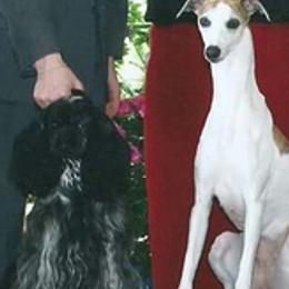 Cocker Spaniels and Whippets from Nefer's Kennel