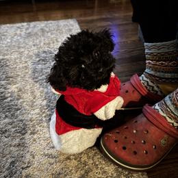 Poodle Puppies from Singing Sands Poodles