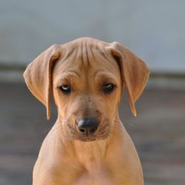 Rhodesian Ridgebacks from Armagh Rhodesian Ridgebacks