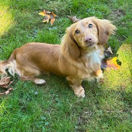 Scout - Dachshund