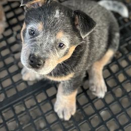 Australian Cattle Dog Puppies from Hudsons Australian Cattle Dogs