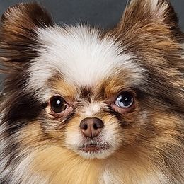 Pomeranians from Diamond Heart Pomeranians
