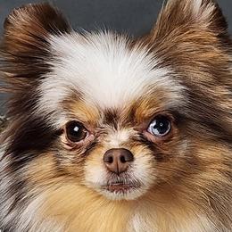 Pomeranians from Diamond Heart Pomeranians