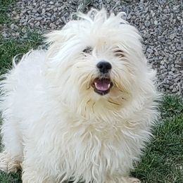 Lilly - Coton de Tulear