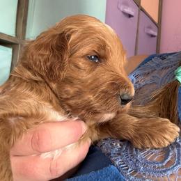 Pepper - Caramel red male Labradoodle puppy in Montrose, Colorado from Ithilien Labradoodles