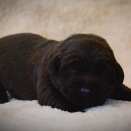 Labrador Retriever Puppies from R Little Retrievers