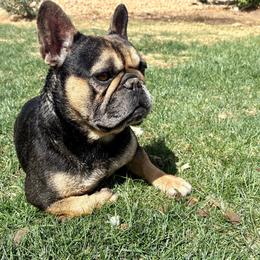 Vinny - French Bulldog
