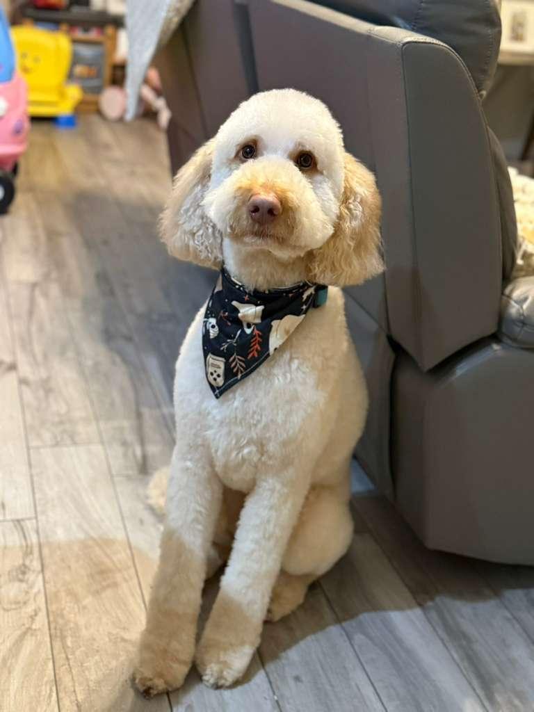 Hank