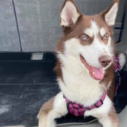 Siberian Huskies from Alex Castillo's Siberian Huskies