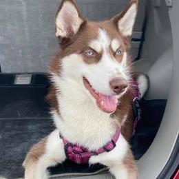 Siberian Huskies from Alex Castillo's Siberian Huskies