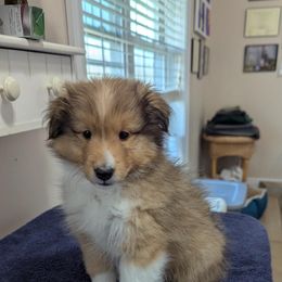 Gray - Sable and white Shetland Sheepdog puppy in Lake Cumberland Area, Kentucky from Whitehaven Farm Shelties