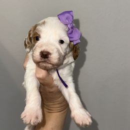 Purple girl - White female Cavapoo puppy in Waskom, Texas from Pearls & Curls doodles & poodles