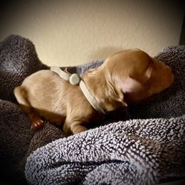 SmithDoodles BOY 5 - Red  male Goldendoodle puppy in Portland, Oregon from Smith Family Doodles