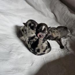 Pomeranian and Yorkshire Terrier Puppies from Pam Ackley
