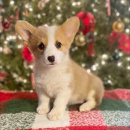 Pumpkin - Pembroke Welsh Corgi puppy from Sunny J Corgis and Mini Americans