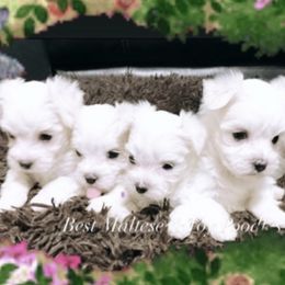 Companion Cross, Maltese, and Maltipoo Puppies from Best Maltese & Toy Poodles of Texas