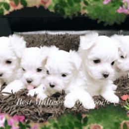 Companion Cross, Maltese, and Maltipoo Puppies from Best Maltese & Toy Poodles of Texas
