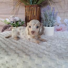 Max - Dapple male Dachshund puppy in Winter Haven, Florida from Gateway 2 Little Paws