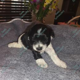 Rye - Parti male Miniature Schnauzer puppy in Crestview, Florida from Dees Schnauzers